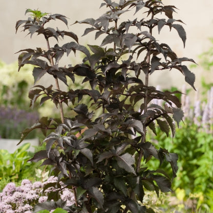Sambucus nigra Black Tower