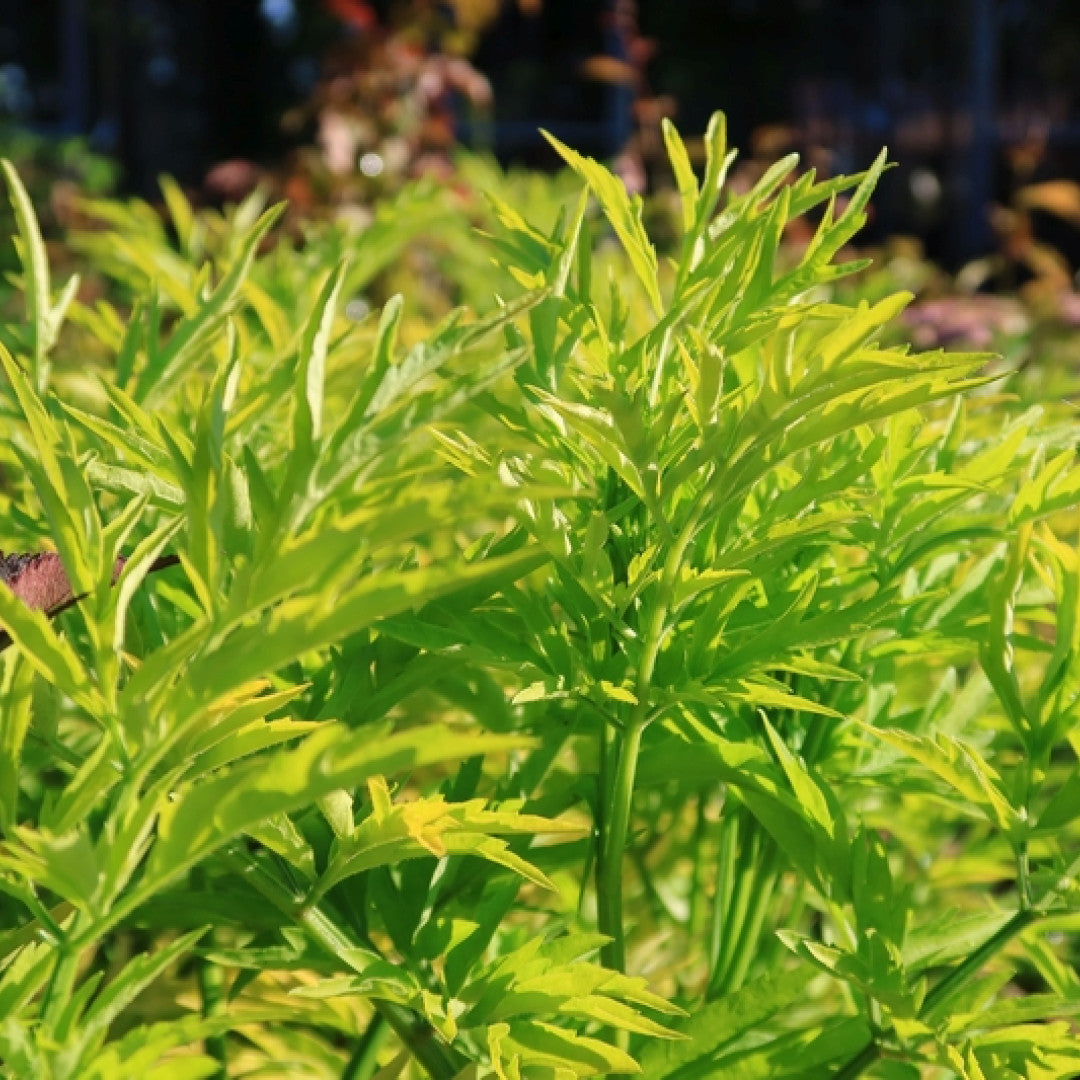 Sambucus nigra Golden Tower