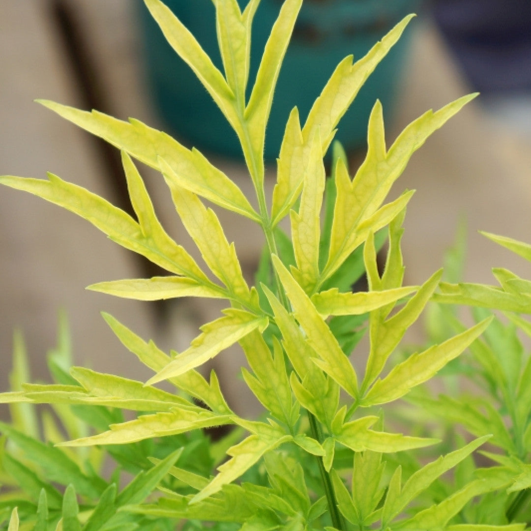 Sambucus nigra Golden Tower