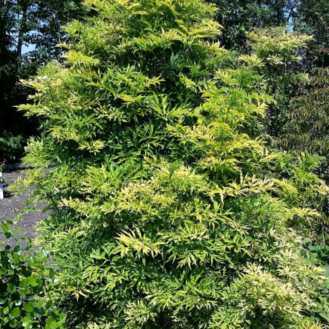 Sambucus nigra Golden Tower