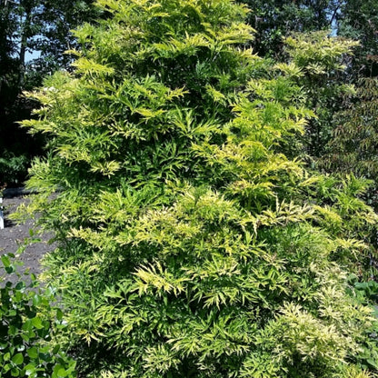 Sambucus nigra Golden Tower