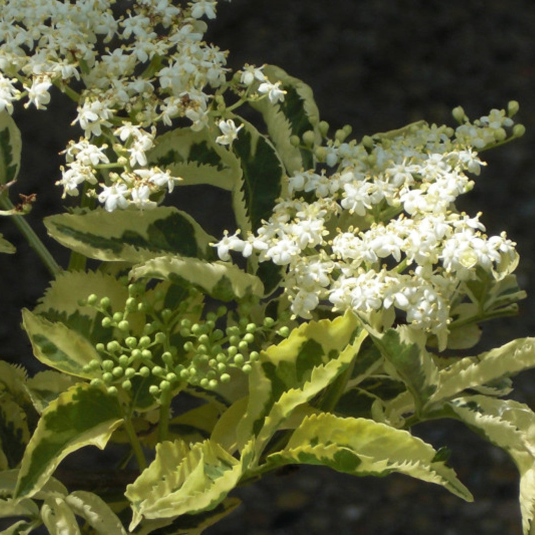 Sambucus nigra 'Madonna'