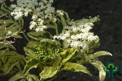 Sambucus nigra 'Madonna'