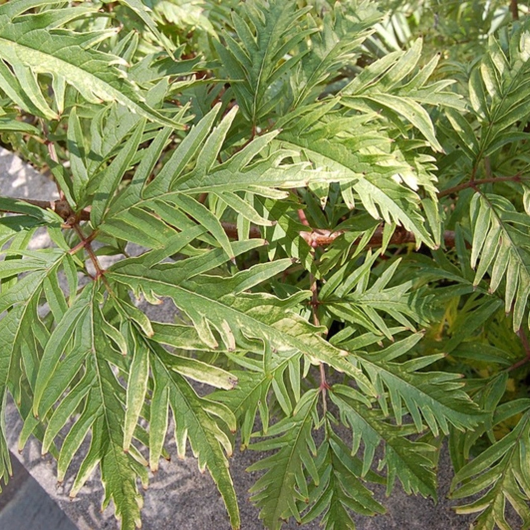 Sambucus racemosa 'Sutherland Gold'