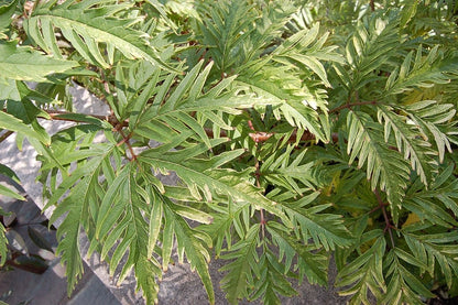Sambucus racemosa 'Sutherland Gold'