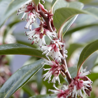 Sarcococca hookeriana 'Winter Gem'