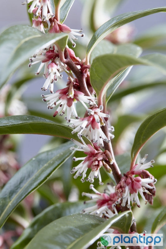 Sarcococca hookeriana 'Winter Gem'