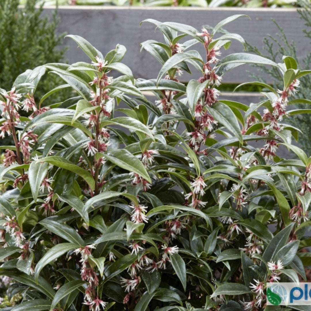 Sarcococca hookeriana 'Winter Gem'