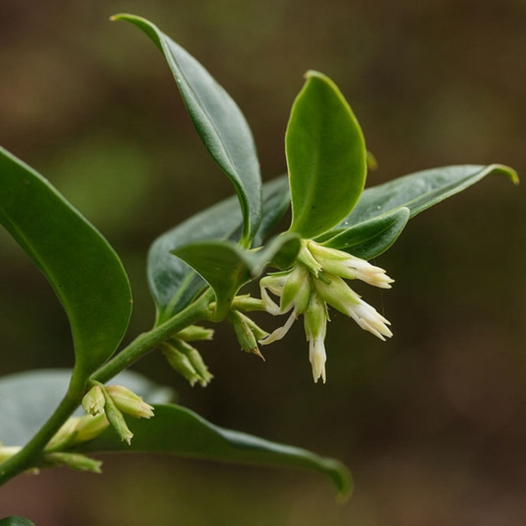 Sarcococca confusa