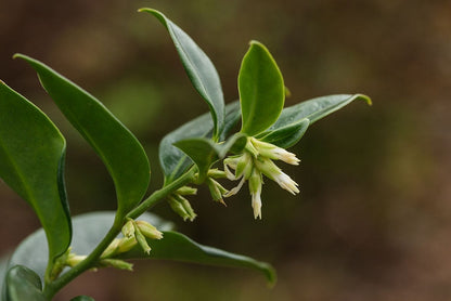 Sarcococca confusa