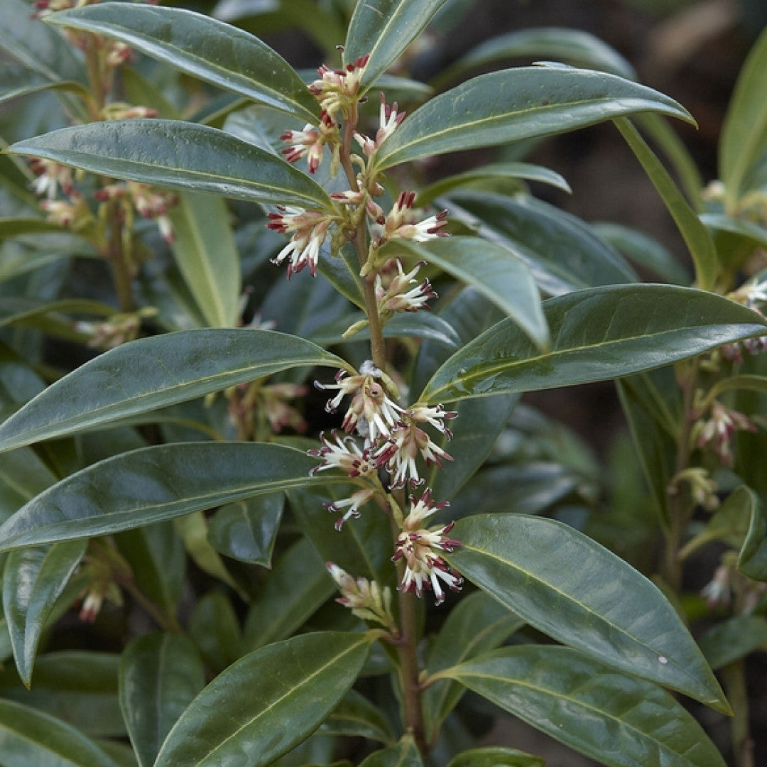 Sarcococca hookeriana humilis
