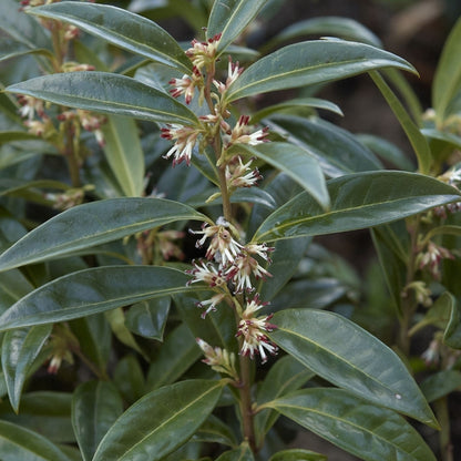Sarcococca hookeriana humilis