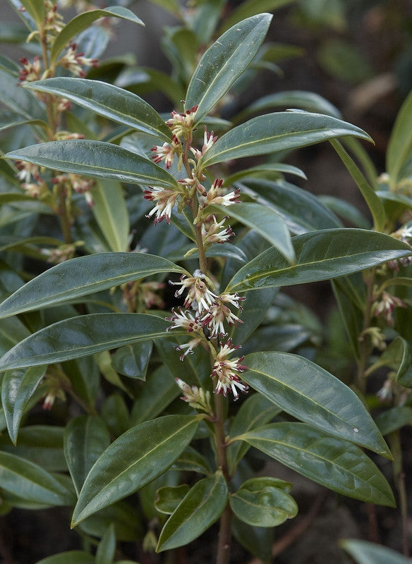 Sarcococca hookeriana humilis