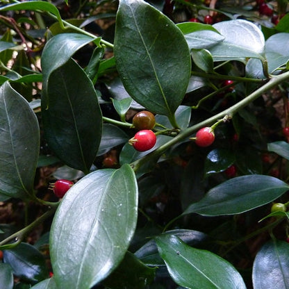 Sarcococca ruscifolia