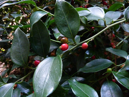 Sarcococca ruscifolia