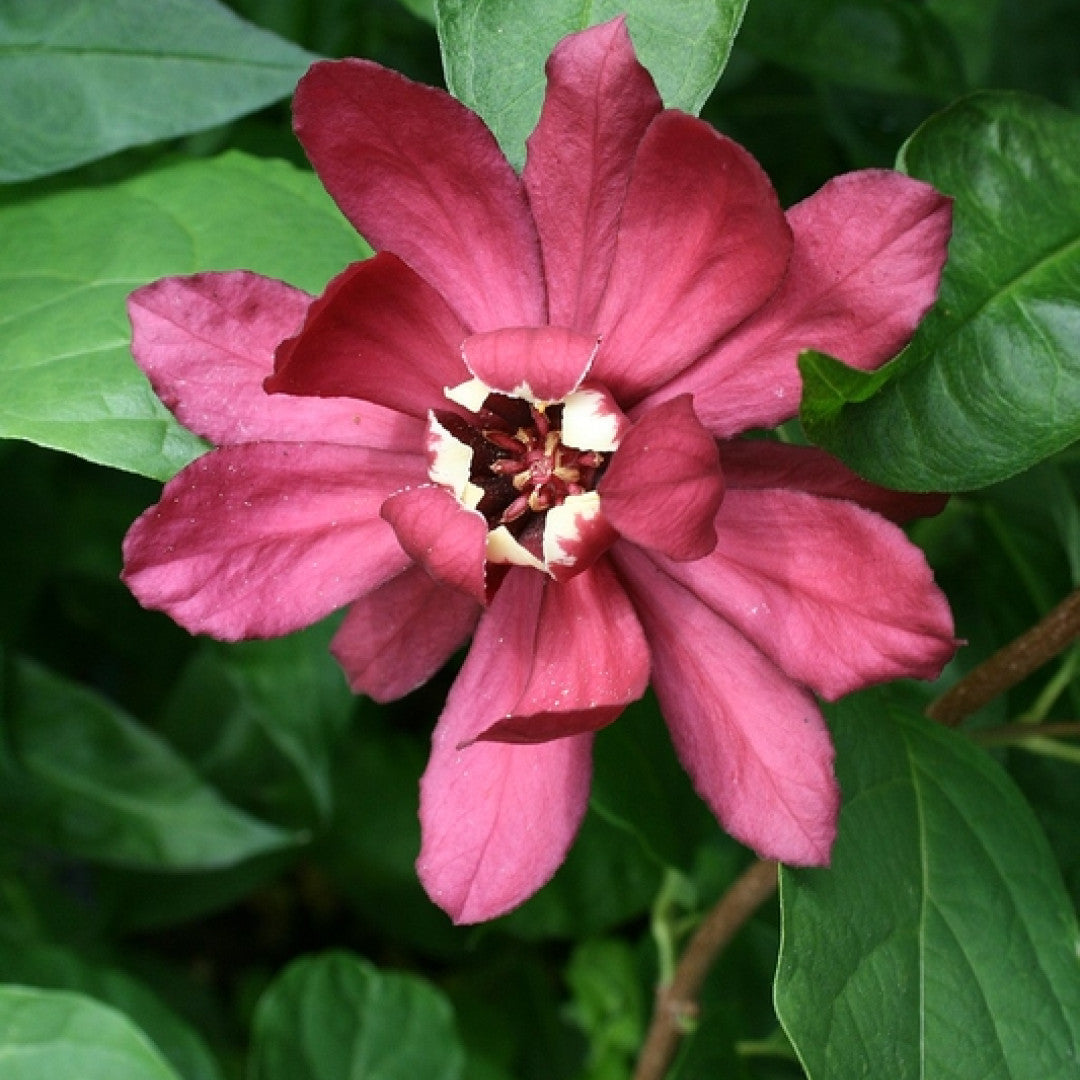 Sinocalycanthus raulstonii 'Hartlage Wine'
