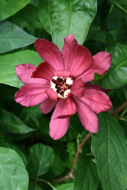 Sinocalycanthus raulstonii 'Hartlage Wine'