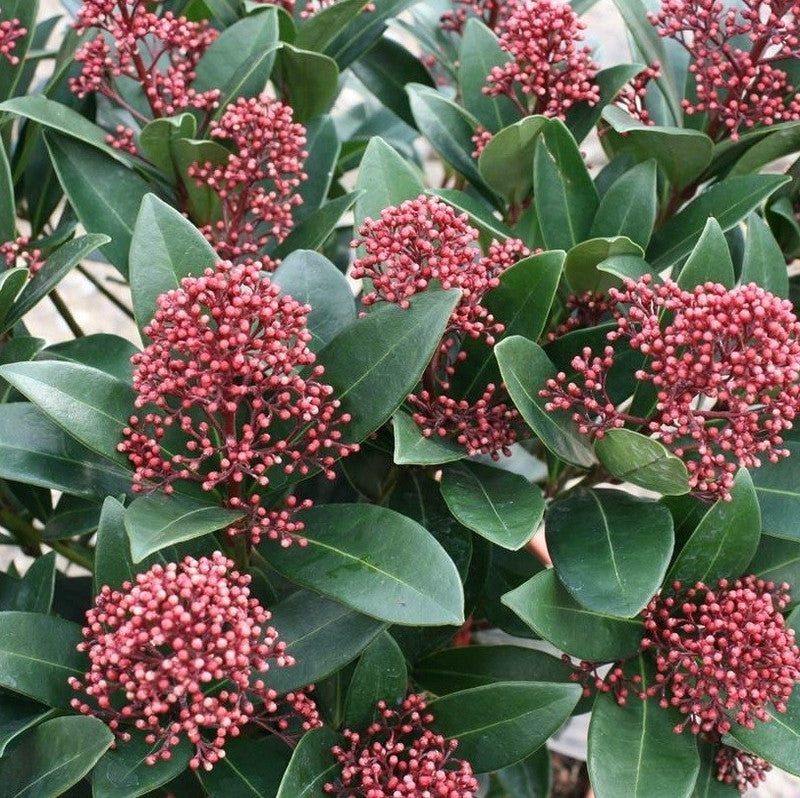 Skimmia japonica 'Rubella'