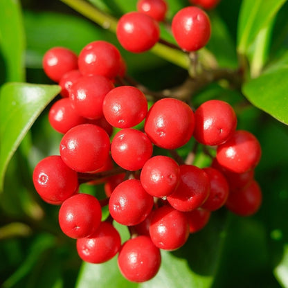 Skimmia japonica reevesiana