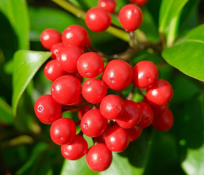 Skimmia japonica reevesiana