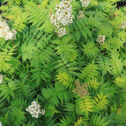 Sorbaria sorbifolia 'Sem'