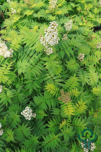 Sorbaria sorbifolia 'Sem'