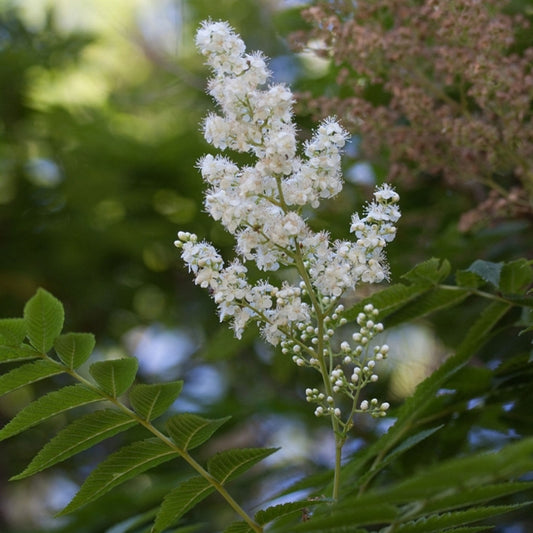 Sorbaria sorbifolia