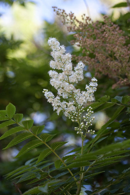 Sorbaria sorbifolia