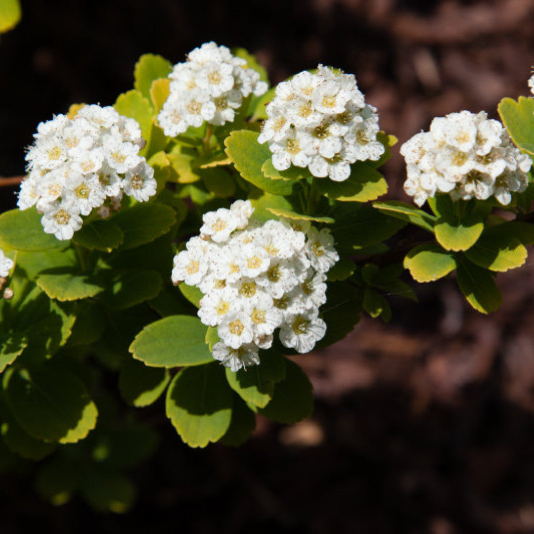 Spiraea betulifolia 'Tor Gold'