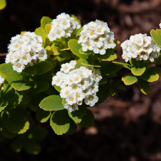 Spiraea betulifolia 'Tor Gold'