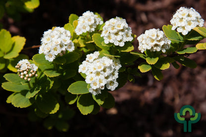Spiraea betulifolia 'Tor Gold'