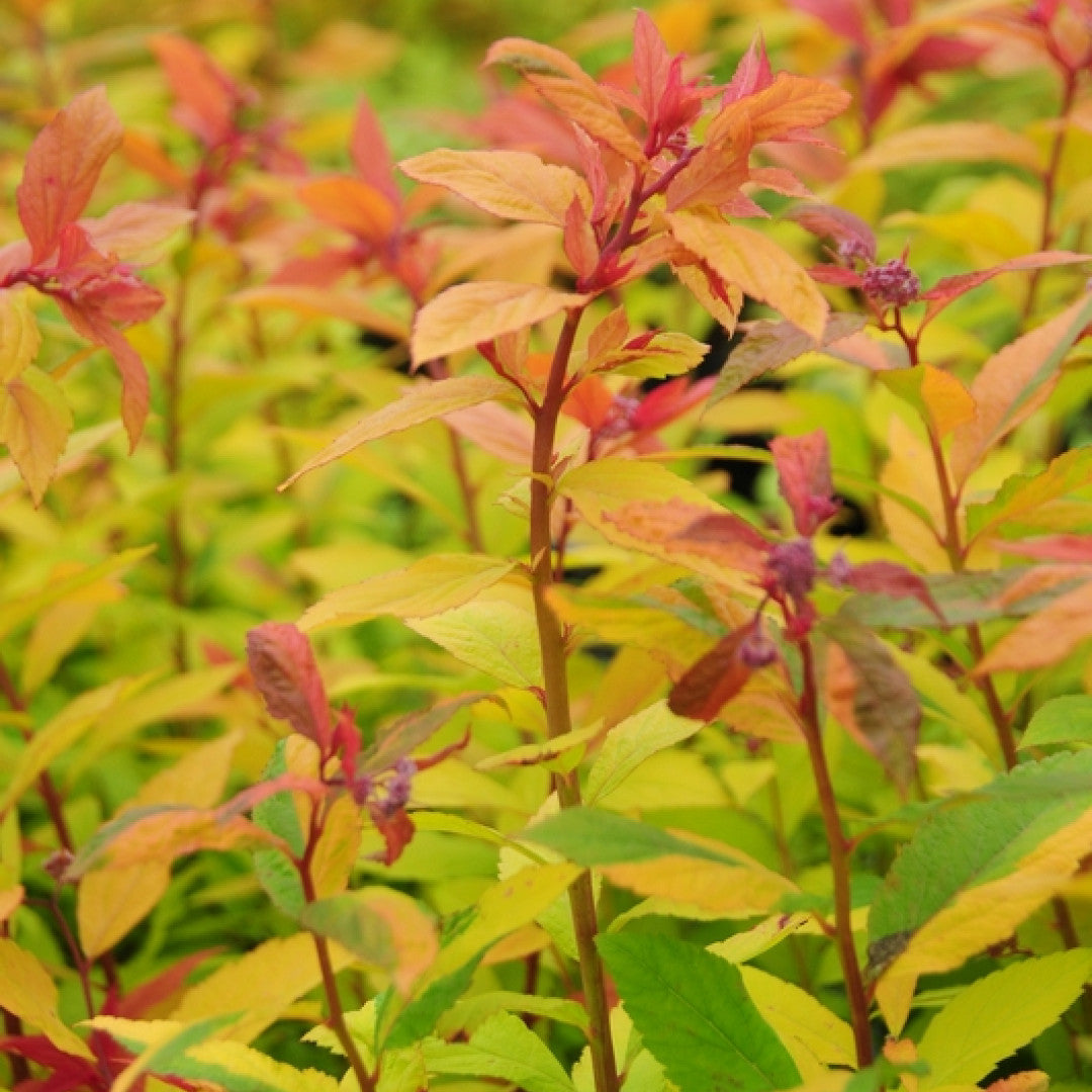 Spiraea japonica Magic Carpet