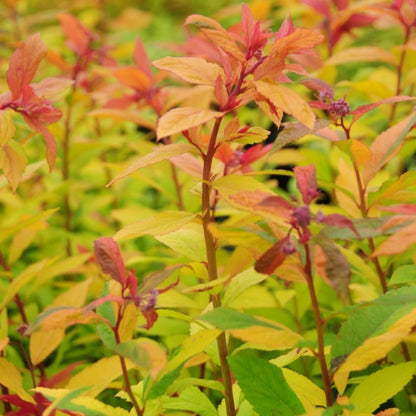 Spiraea japonica Magic Carpet