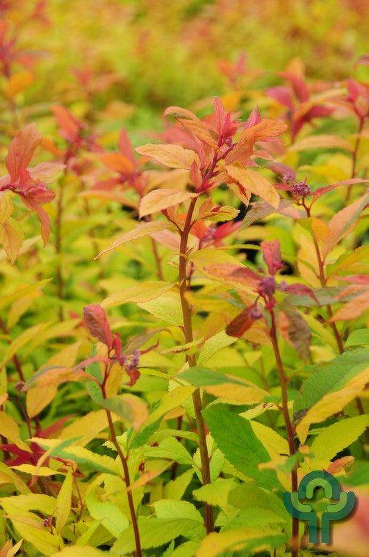 Spiraea japonica Magic Carpet