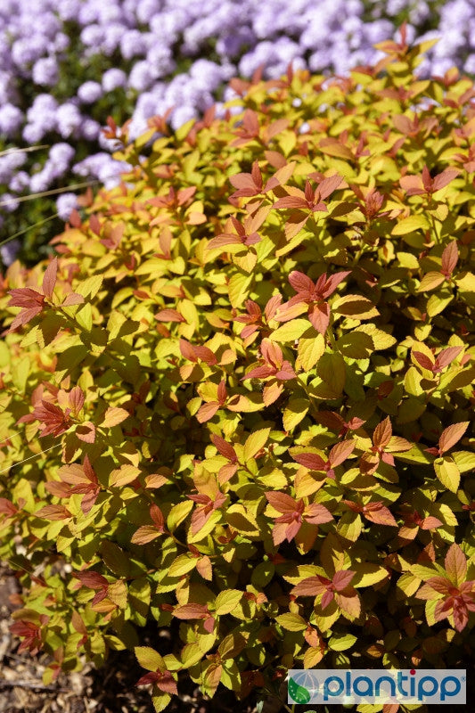 Spiraea japonica Zen'Spirit® 'Caramel'