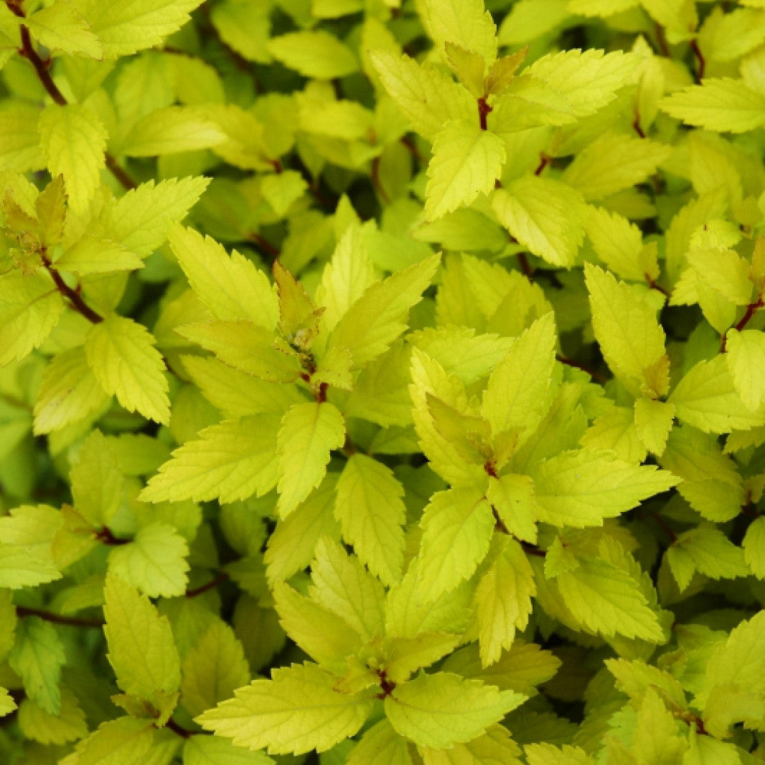 Spiraea japonica Zen'Spirit® Gold'