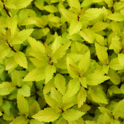 Spiraea japonica Zen'Spirit® Gold'