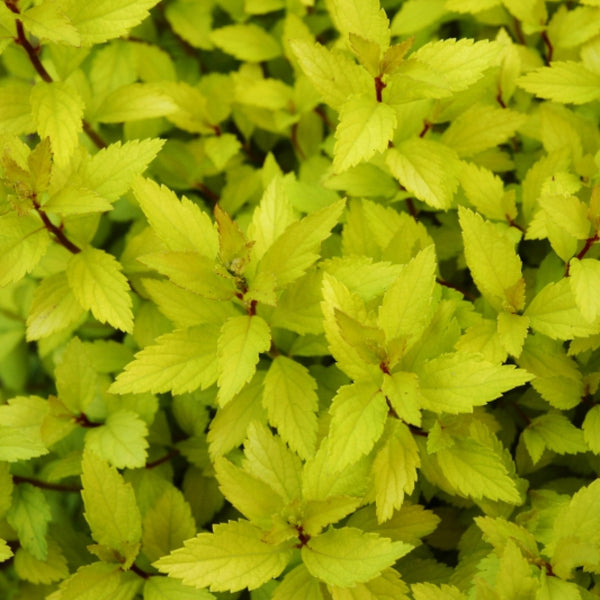 Spiraea japonica Zen'Spirit® Gold'