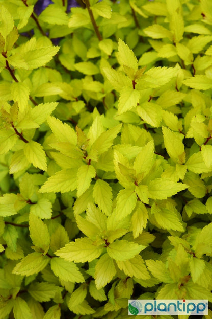 Spiraea japonica Zen'Spirit® Gold'