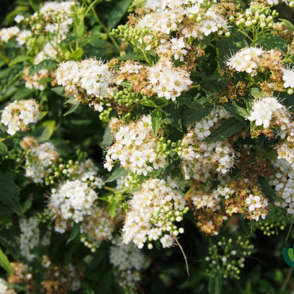 Spiraea japonica 'Albiflora'