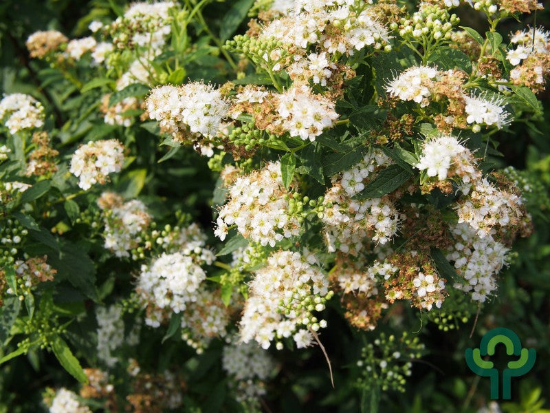 Spiraea japonica 'Albiflora'