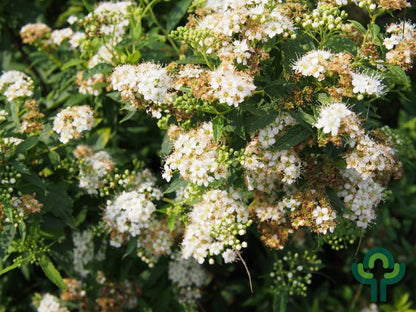 Spiraea japonica 'Albiflora'