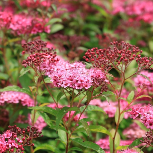 Spiraea japonica 'Country Red'