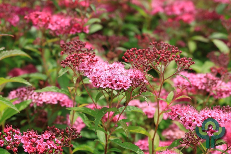 Spiraea japonica 'Country Red'