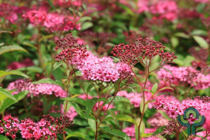 Spiraea japonica 'Country Red'