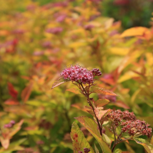 Spiraea japonica 'Firelight'