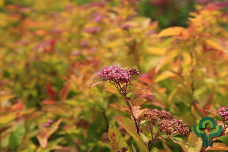 Spiraea japonica 'Firelight'
