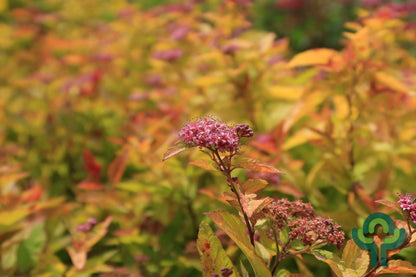 Spiraea japonica 'Firelight'
