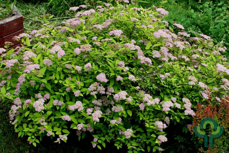 Spiraea japonica 'Golden Princess'