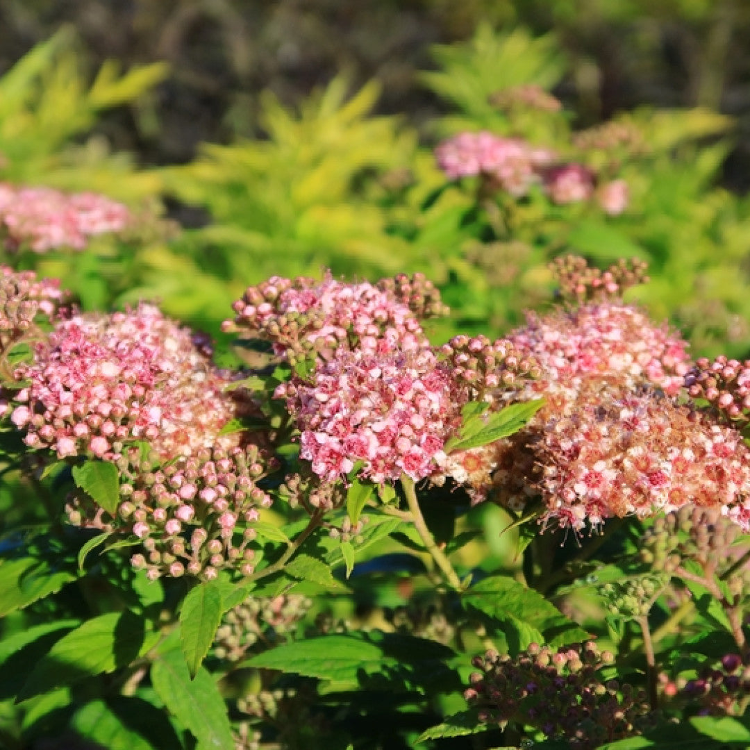 Spiraea japonica 'Little Princess'